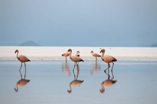Salar de Uyuni - Flamingo's