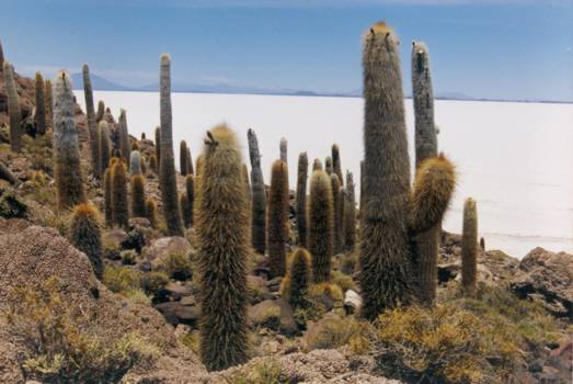 Salar de Uyuni - Isla del pescado