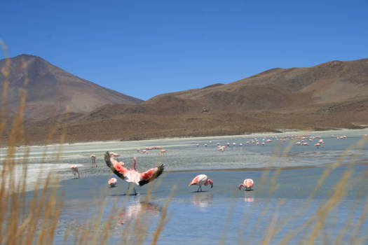 Salar de Uyuni - Flamingo's bij Laguna Colorada