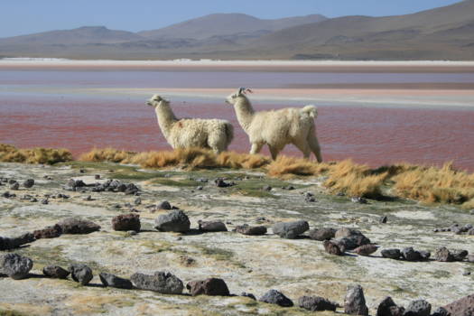 Salar de Uyuni - Alpacas bij Laguna Colorado (het rode meer)