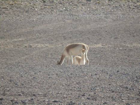 Salar de Uyuni - Say what?