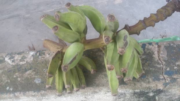 Rio de Janeiro - vers fruit overal