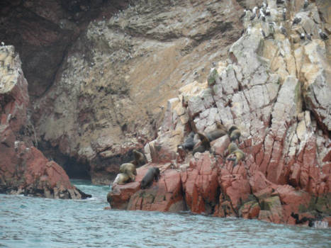 Islas Ballestas - Zeehondjes bij Islas Ballestas