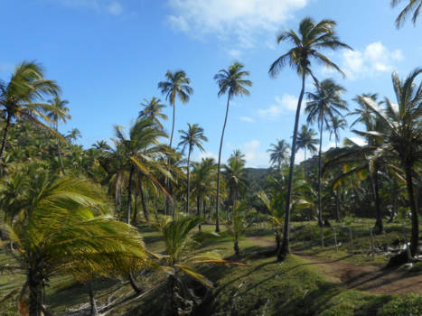 Brazilië - Itacare paradise