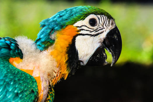 Suriname - Blauwgele ara