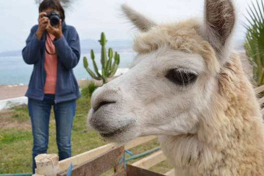 Peru - De lama's