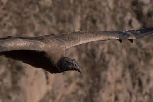 Colca Canyon - Meer the Condors