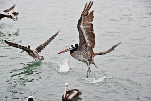 Chili - Pelican