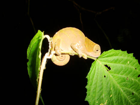 Galápagos eilanden - Nachtleven Madagaskar