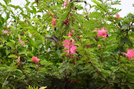 Suriname - colibri