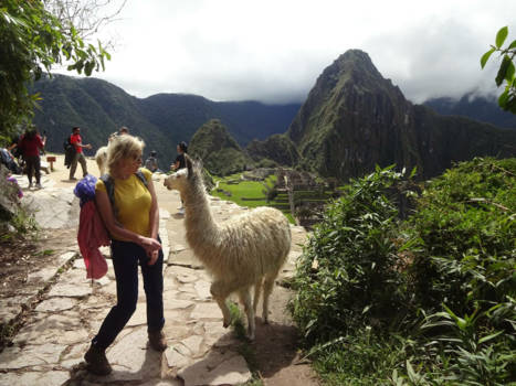 Peru - Hello lama