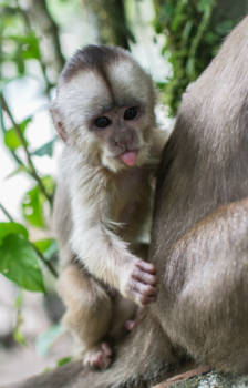 Amazonegebied - Plagend aapje