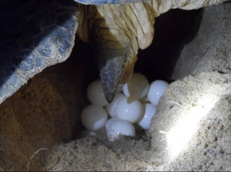 Suriname - zo klein, zo kwetsbaar maar zo mooi!