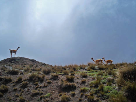 Ecuador - Magical moment near Chimborazo