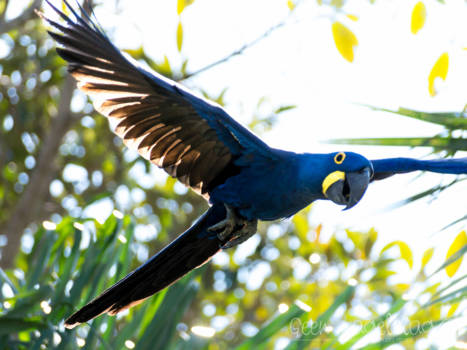 Pantanal - De Hyacint ara: Blauwer dan blauw