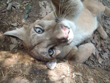 Bolivia - Beautiful Wara