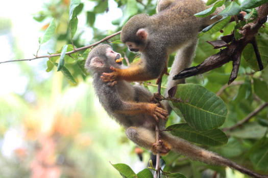 Suriname - Apenstreken