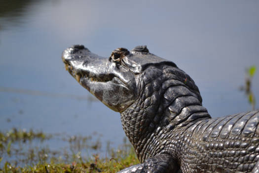 Pantanal - Cayman on the hunt