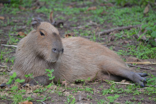 Pantanal - Capibara taking a nap