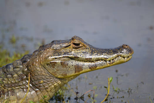 Pantanal - Cayman encounter