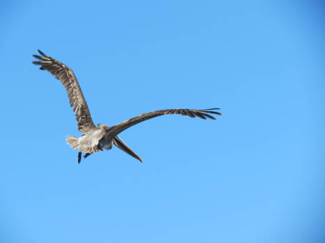 Galápagos eilanden - Spread your wings