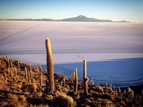 Bolivia - Knuffelen met megacactussen - Salar de Uyuni