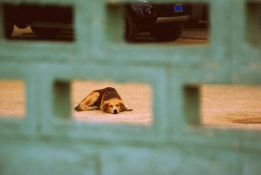 Paramaribo - Zwerfhond, wachtend op een baasje
