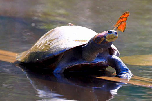 Puerto Maldonado - vrienden in de jungle van Peru