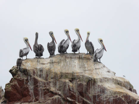 Islas Ballestas - Pelikan meeting