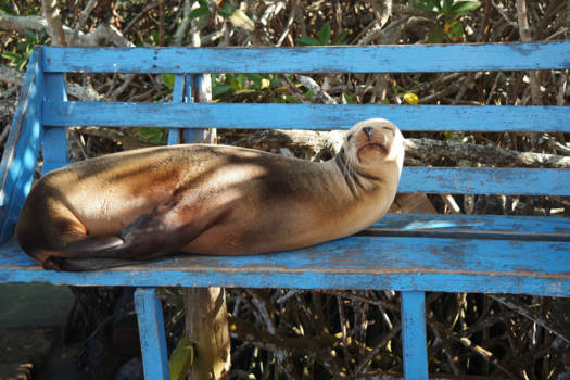 Galápagos eilanden - Luierende zeeleeuw, vismarkt Puerto Ayora, Santa Cruz Island