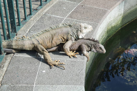 Ecuador - Leguanen in het Parque Seminario, Gauyaquil