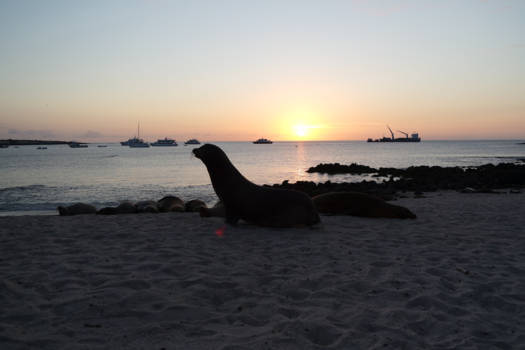 Galápagos eilanden - Zonsondergang tussen de zeeleeuwen, Puerto Baquerizo Moreno, San Christobal