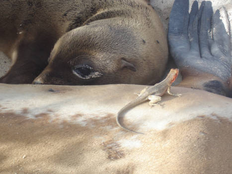 Galápagos eilanden - harmonie en moederliefde
