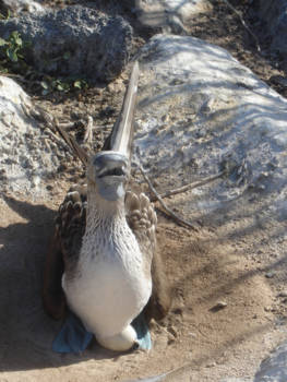Galápagos eilanden - En daar is het ei!