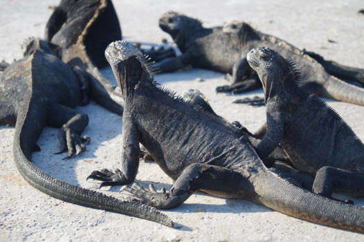 Galápagos eilanden - Sunbathing!