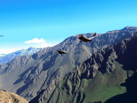 Peru - Condors kijken
