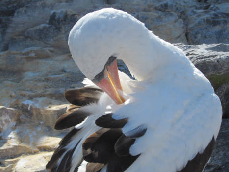 Galápagos eilanden - Blue Footed Boobie