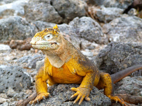 Galápagos eilanden - Leguaan
