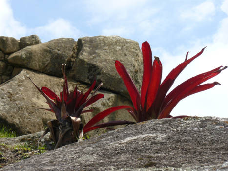 Machu Picchu - Kleurig Machu Pichu