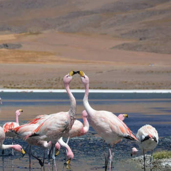Bolivia - De flamingo's in de lagunas