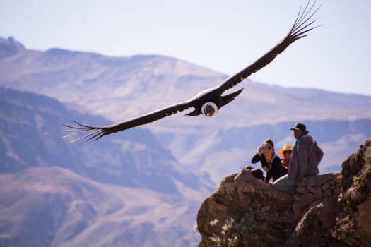 Colca Canyon - Een ervaring die iedereen op beeld wil vastleggen. De condors van de Colca Canyon.