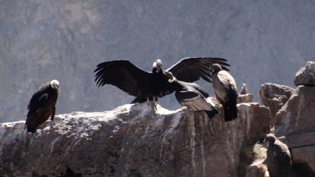 Peru - Condors in Colca Canyon