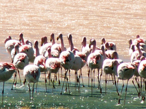 Bolivia - Flamingo's in Laguna Colorada