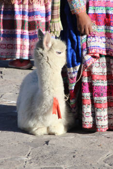 Peru - What's under your skirt lady?