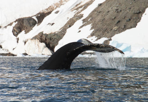 Antarctica - zo mooi is de natuur