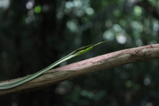 Voltzberg - Felgroene slang kruist ons pad op weg naar de Voltzberg, Suriname
