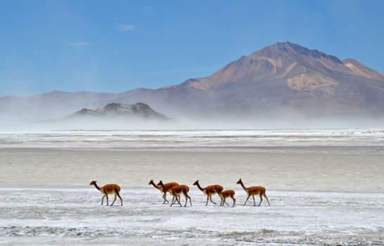 Chili - wilde vicuna's