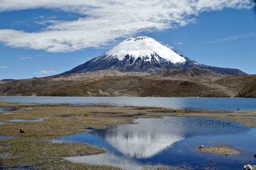 Chili - vulkaan Parinacota in NP Lauca