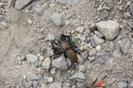 Inca Trail - Sommige dieren hebben de Inca Trail niet overleefd