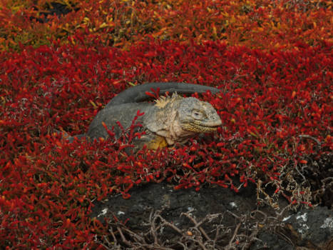 Galápagos eilanden - Galapagos